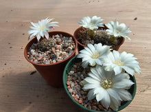 Sulcorebutia roberto-vasquezii LH1476