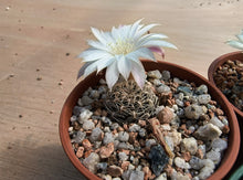 Sulcorebutia roberto-vasquezii LH1476