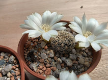 Sulcorebutia roberto-vasquezii LH1476