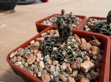 Gymnocalycium stellatum CH1074