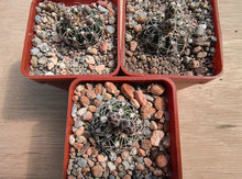 Gymnocalycium stellatum CH1074