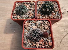 Lobivia pampana R446