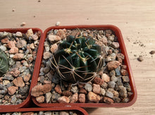 Lobivia pampana R446