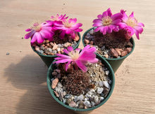 Sulcorebutia pulchra