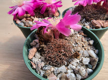 Sulcorebutia pulchra