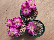 Sulcorebutia pulchra