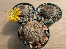 Sulcorebutia arenacea HS30