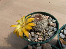 Sulcorebutia arenacea HS30