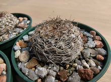 Sulcorebutia arenacea HS30