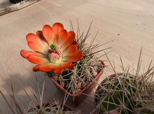 Echinocereus coccineus