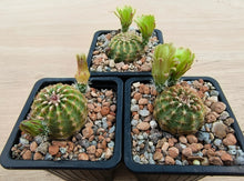 Echinocereus viridiflorus