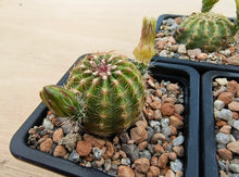 Echinocereus viridiflorus