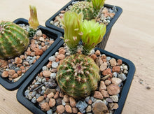 Echinocereus viridiflorus