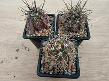 Echinocereus coccineus IDD1767