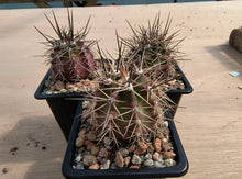 Echinocereus coccineus IDD1767