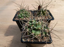 Echinocereus triglochidiatus