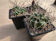 Echinocereus triglochidiatus