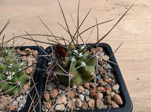 Echinocereus triglochidiatus