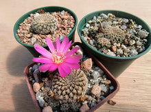 Sulcorebutia mizquensis