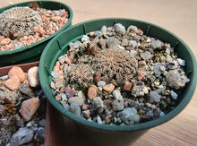 Sulcorebutia mizquensis