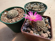 Sulcorebutia mizquensis