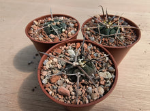 Gymnocalycium cardenasianum VoS1989