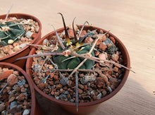 Gymnocalycium cardenasianum VoS1989