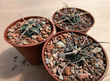 Gymnocalycium cardenasianum VoS1989