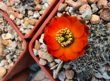 Mediolobivia steinmannii var. brachyantha R297a