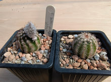 Echinocereus bristolii v. pseudopectinatus SB247