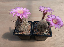 Echinocereus adustus SB72