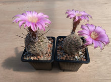 Echinocereus adustus SB72