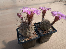 Echinocereus adustus SB72