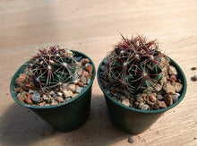 Thelocactus bicolor SB866