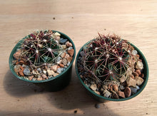 Thelocactus bicolor SB866
