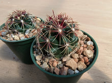 Thelocactus bicolor SB866