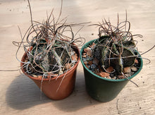 Astrophytum capricorne MEX53 KM69