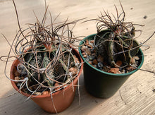 Astrophytum capricorne MEX53 KM69