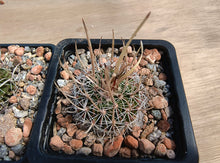 Stenocactus erectocenterus