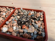 Gymnocalycium bodenbendarianum ssp. piltziorum VoS126