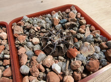 Gymnocalycium bodenbendarianum ssp. piltziorum VoS126