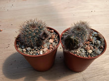 Lobivia densispina R30