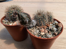 Lobivia densispina R30