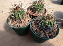 Acanthocalycium spiniflorum P120