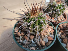 Acanthocalycium spiniflorum P120