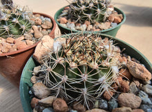 Echinopsis ancistrophora SE142