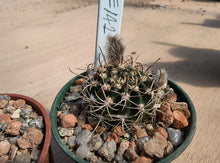 Echinopsis ancistrophora SE142
