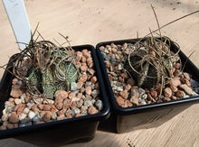 Astrophytum capricorne RS1171