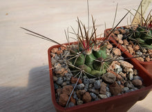 Thelocactus rinconensis freudenbergeri