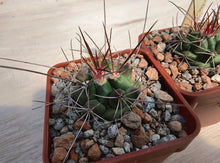 Thelocactus rinconensis freudenbergeri